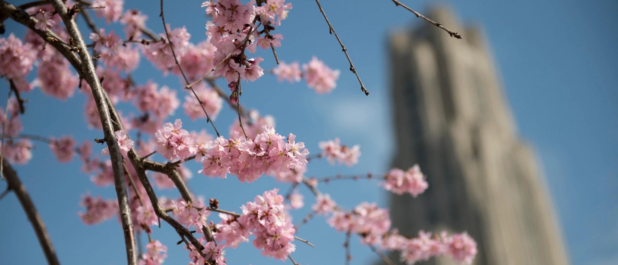 Cathedral and blossoms