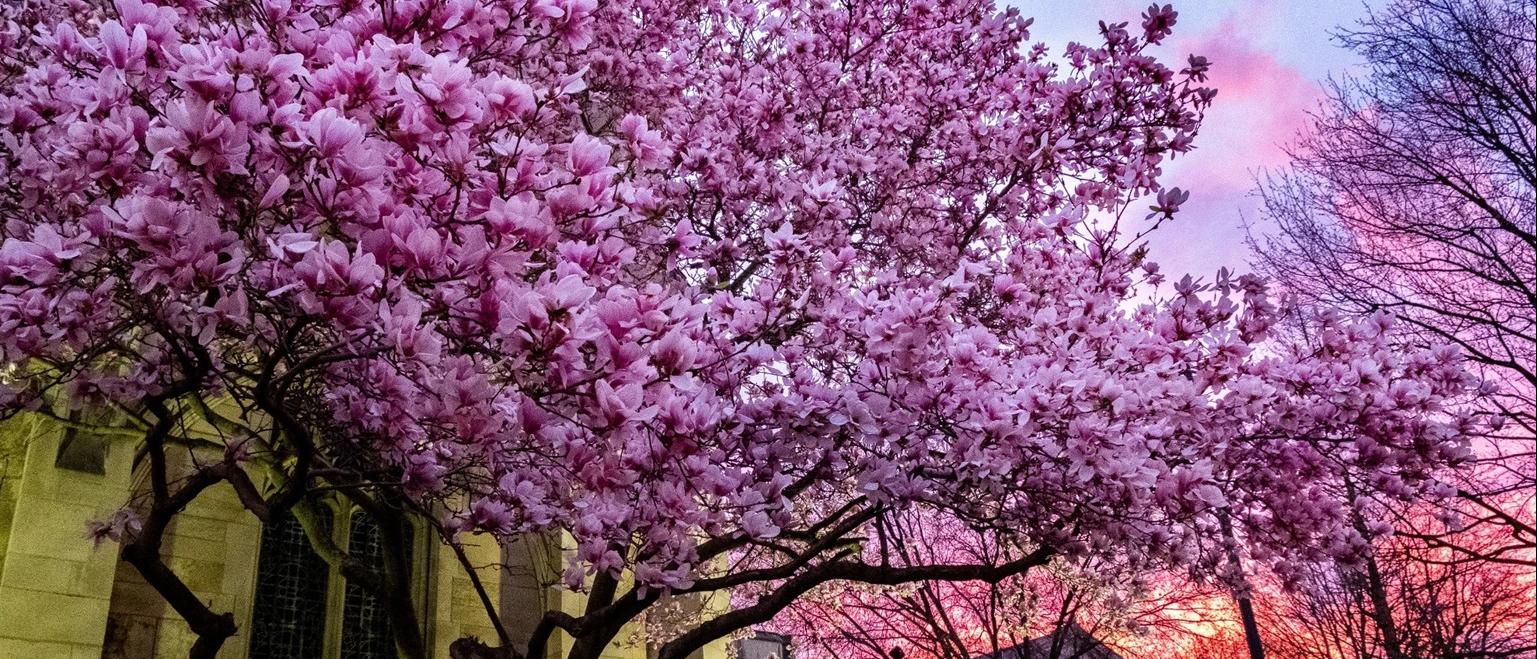 Pink blossoms against sunset