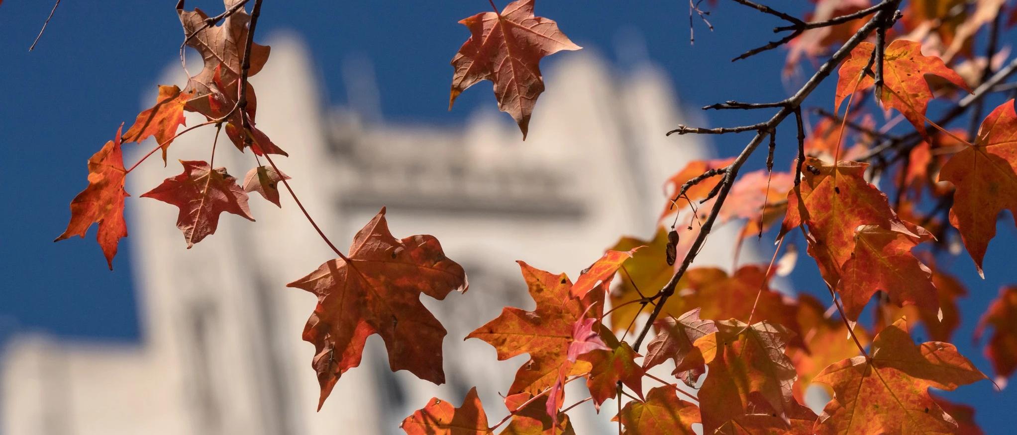 Cathedral and autumn leaves