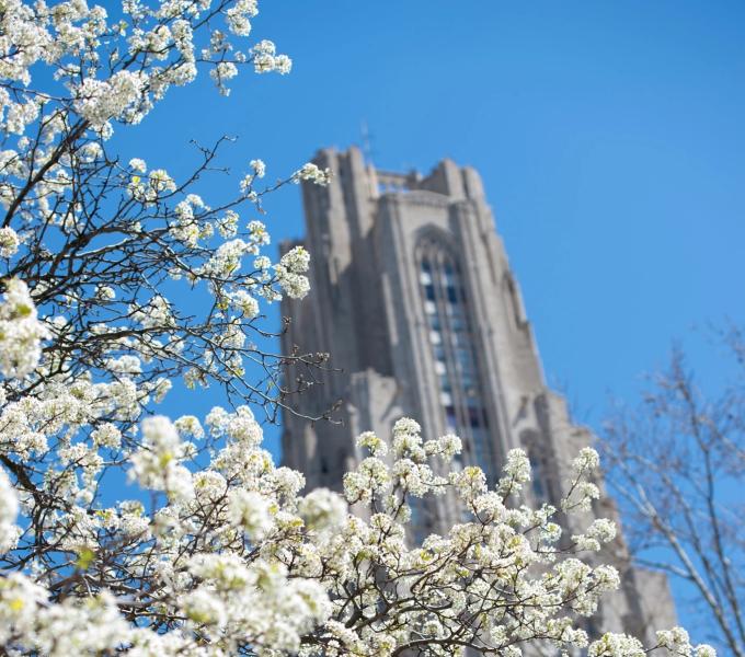 Cathedral and spring blossoms